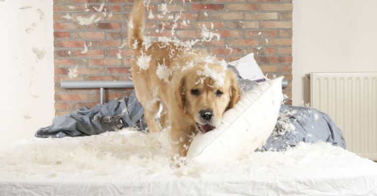 Aansprakelijkheid hond maakt bed kapot